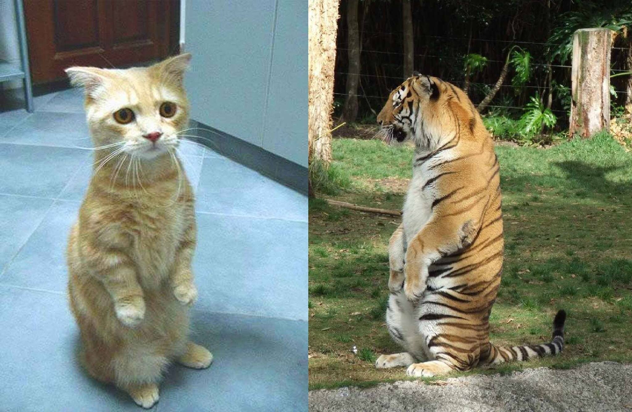 Сходство кота и тигра