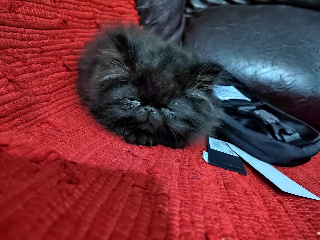 I require help naming my cat Forums