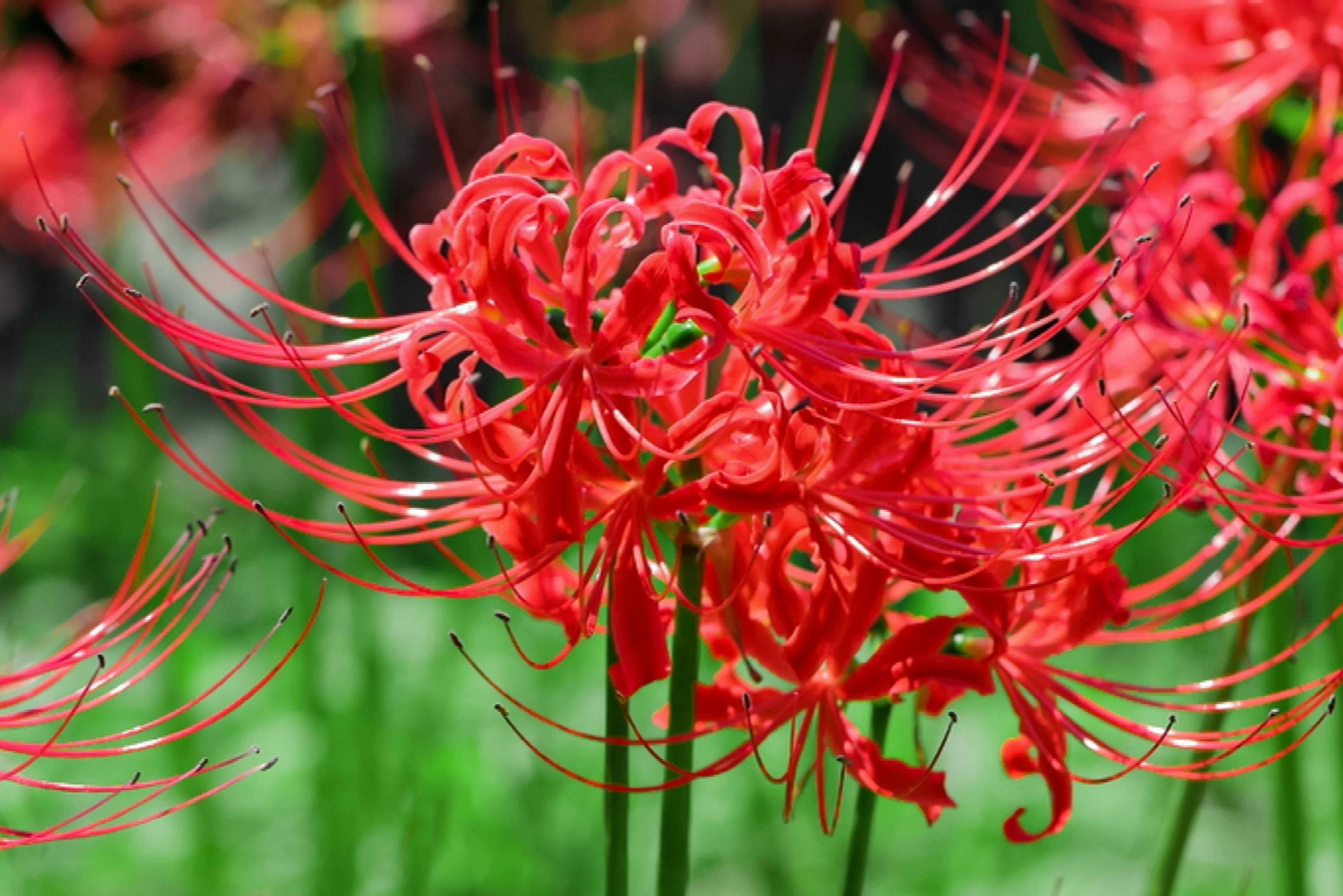 Паучья лилия. Ликорис Radiata. Цветок паука ликорис. Спайдер Лили. Red Spider Lily.