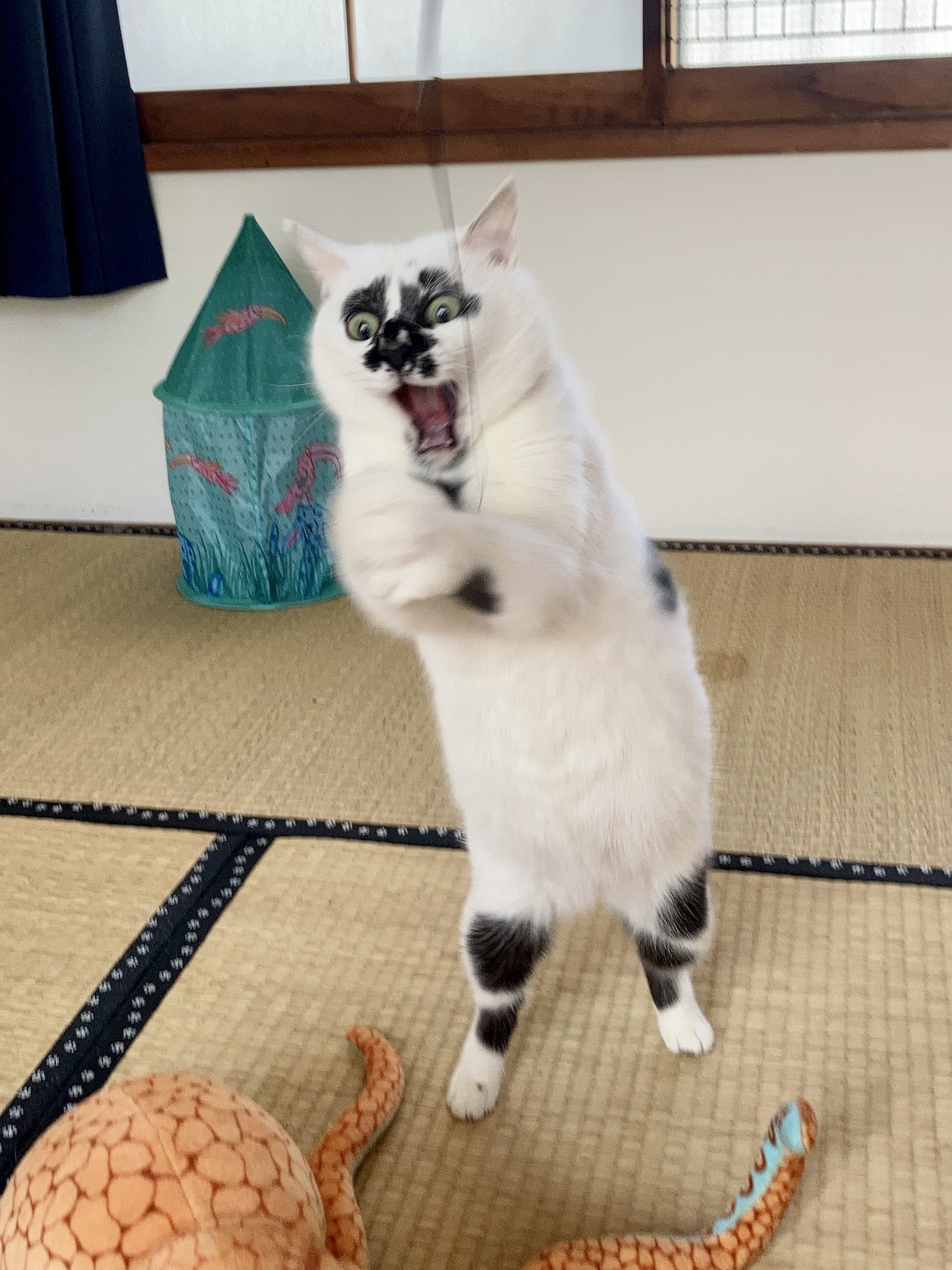 About the Cat Forums