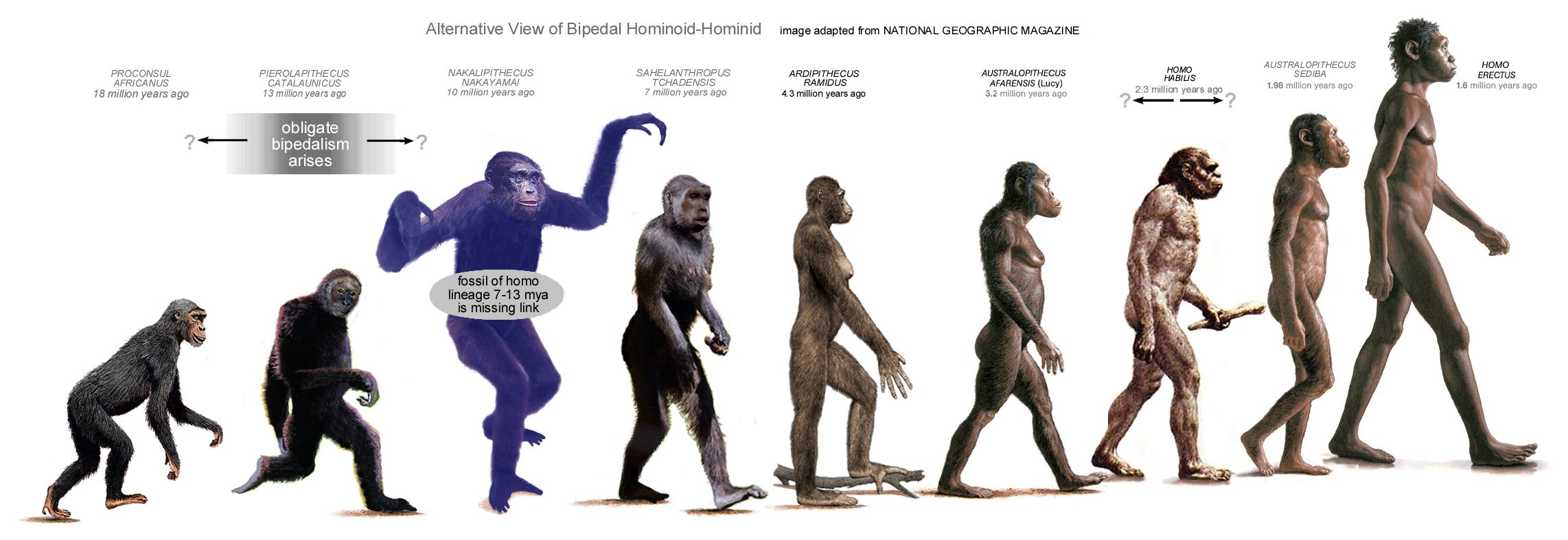 Teeth of ancient human Ancestor found in Germany might question human ...