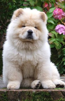 Chow chow clearance dachshund