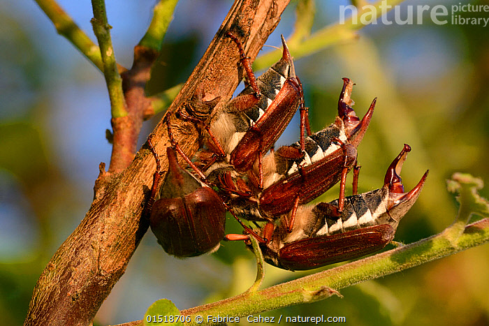 Insects - Forums - MyAnimeList.net